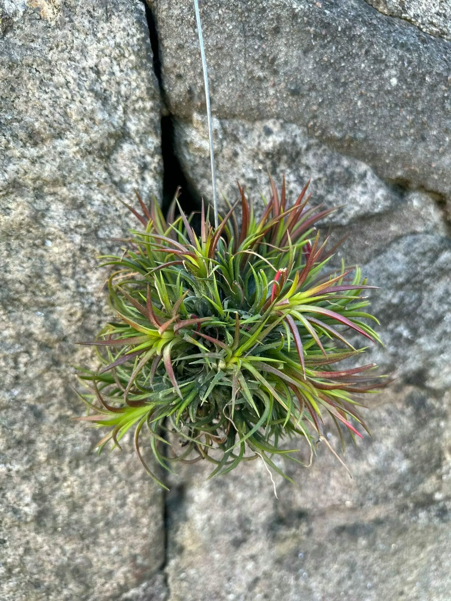 Air Plant Tillandsia LARGE - Highland Moss