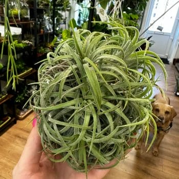 Air Plant Tillandsia LARGE Houseplants bathroom 2