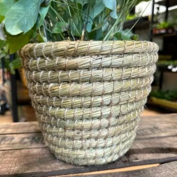 Epipremnum Aureum Global Green Pothos 12cm pot Hanging & Trailing air purifying 15