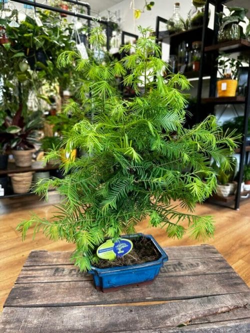 Bonsai Metasequoia Dinosaur Tree Ceramic Planter 19cm Houseplants air purifying 3