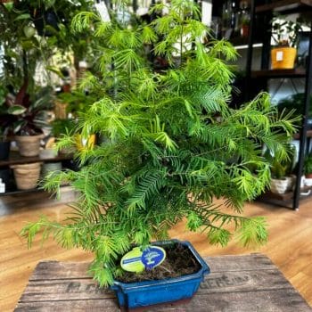 Bonsai Metasequoia Dinosaur Tree Ceramic Planter 19cm Houseplants air purifying 2