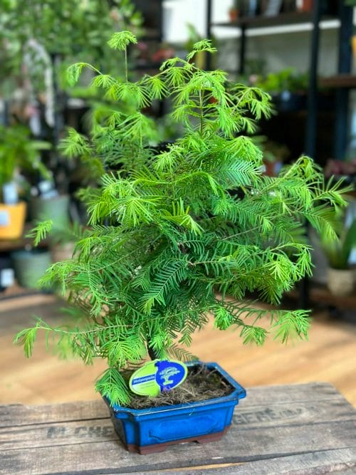 Bonsai Metasequoia Dinosaur Tree Ceramic Planter 19cm Houseplants air purifying 2