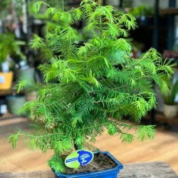 Bonsai Metasequoia Dinosaur Tree Ceramic Planter 19cm Houseplants air purifying