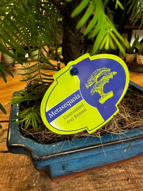 Bonsai Metasequoia Dinosaur Tree Ceramic Planter 19cm Houseplants air purifying 4