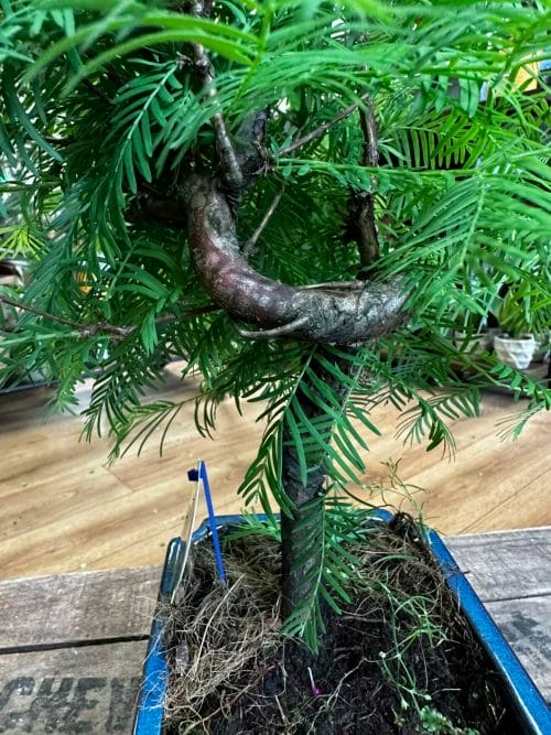 Bonsai Metasequoia Dinosaur Tree Ceramic Planter 19cm Houseplants air purifying 5