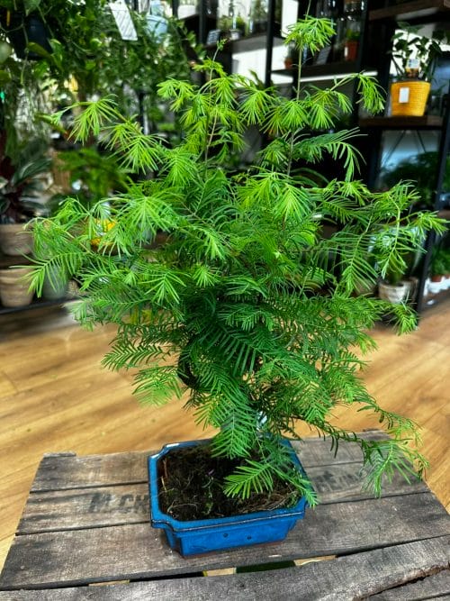 Bonsai Metasequoia Dinosaur Tree Ceramic Planter 19cm Houseplants air purifying 6