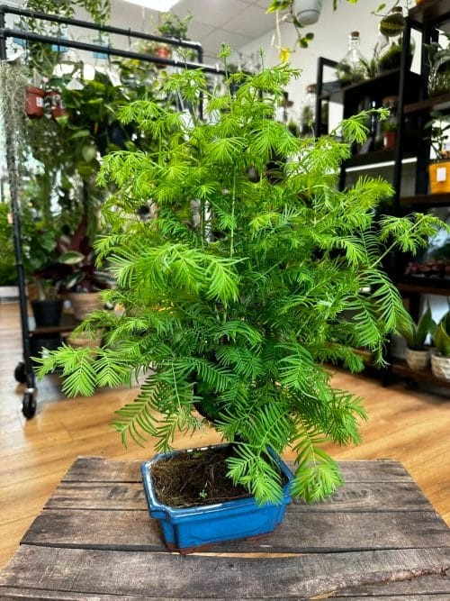 Bonsai Metasequoia Dinosaur Tree Ceramic Planter 19cm Houseplants air purifying 7
