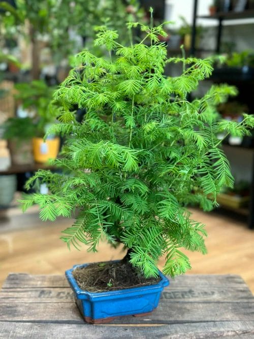 Bonsai Metasequoia Dinosaur Tree Ceramic Planter 19cm Houseplants air purifying 8