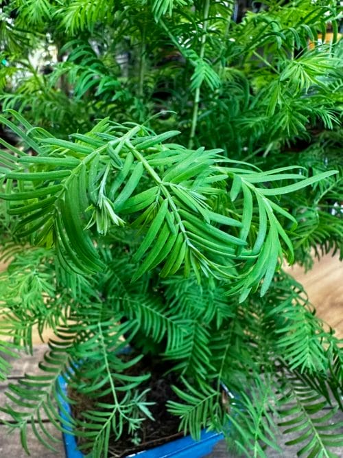 Bonsai Metasequoia Dinosaur Tree Ceramic Planter 19cm Houseplants air purifying 9