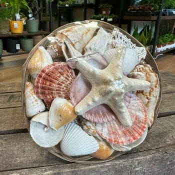 Natural Large Seashells Basket Decorations