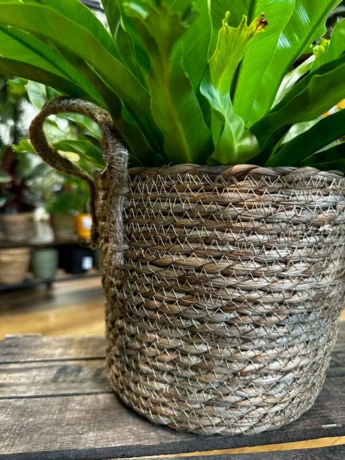 Natural Thick Straw Basket With Handles Planter For 22cm pots Plant Accessories 3