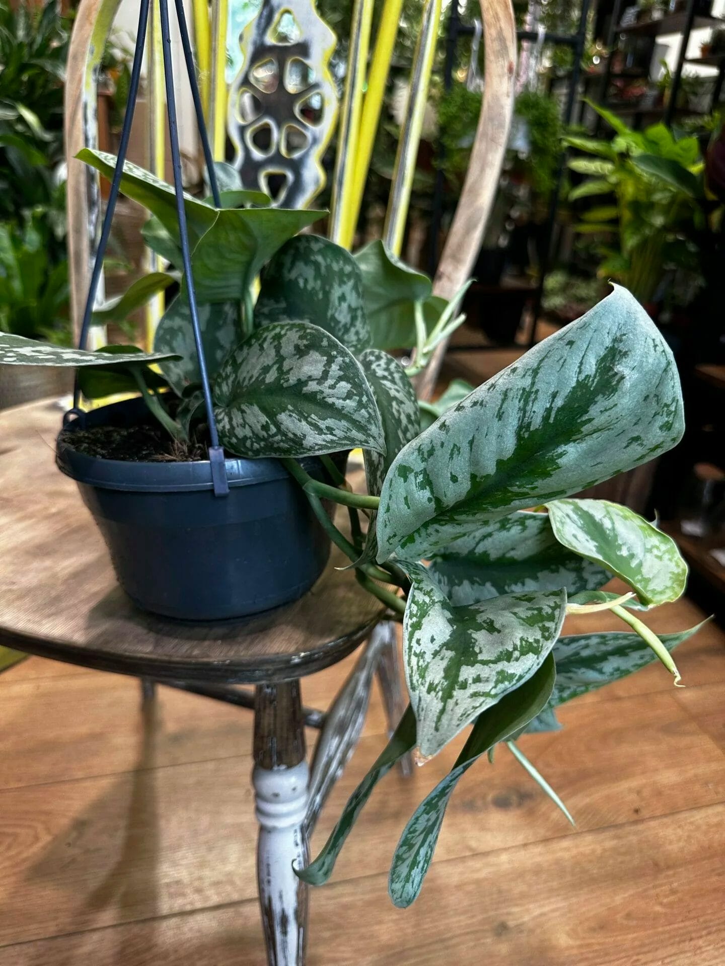 Scindapsus pictus 'Silvery Ann' - Satin Pothos