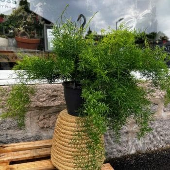 Asparagus Densiflorus Sprenger Fern Large 19cm pot Hanging & Trailing air purifier 2