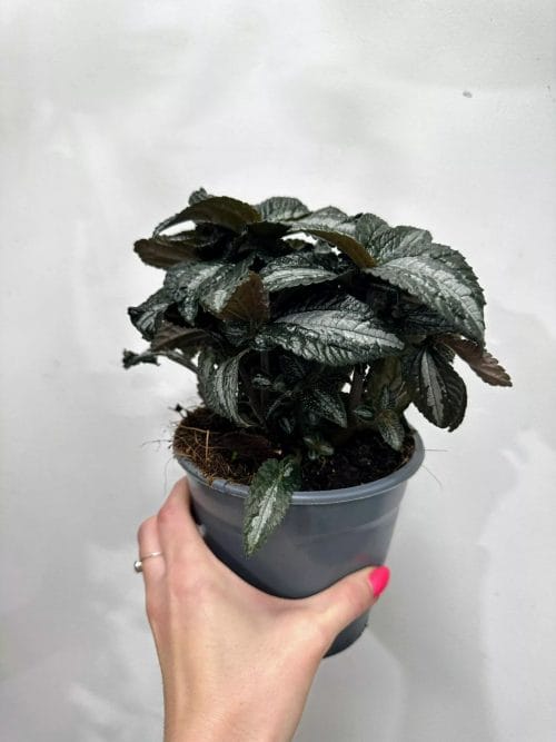 Pilea Spruceana Silver Tree 14cm pot Houseplants easy care 4