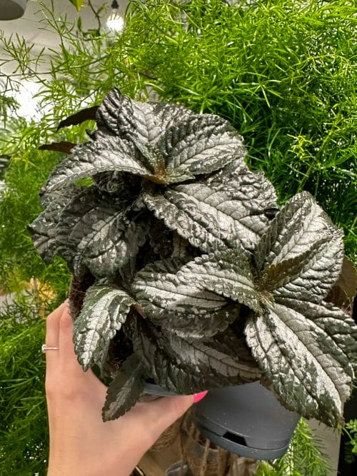 Pilea Spruceana Silver Tree 14cm pot Houseplants easy care 3