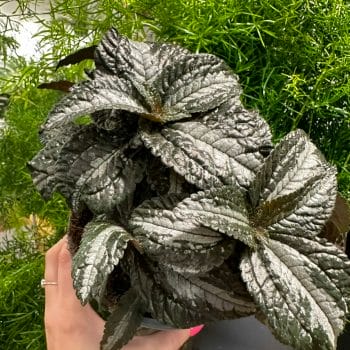 Pilea Spruceana Silver Tree 14cm pot Houseplants easy care 3