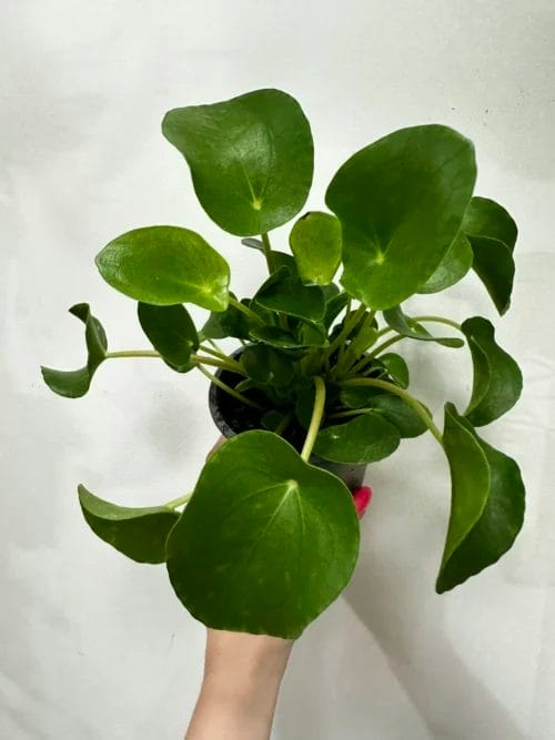 variegated maranta leuconeura kerchoveana prayer plant 12cm pot