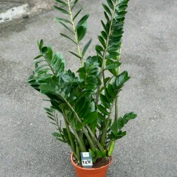 Zamioculcas Zamiifolia Emerald Palm ZZ 21cm pot 110cm Houseplants air purifying 2