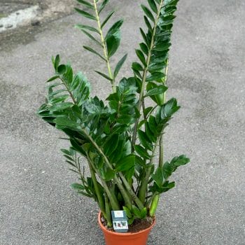 Zamioculcas Zamiifolia Emerald Palm ZZ 21cm pot 110cm Houseplants air purifying
