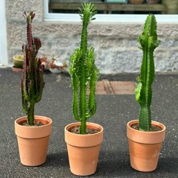 Large Euphorbia Trigona African Milk Tree Cactus 18cm pot Houseplants 18cm 2