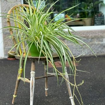 Chlorophythum Vittatum Spider Plant 21cm pot Pet Friendly air purifying