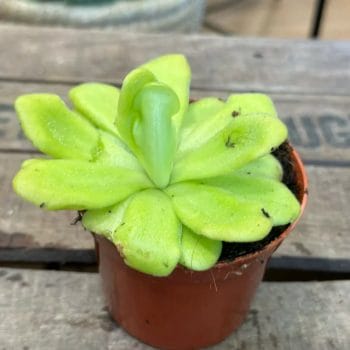 Carnivorous Butterwort Pinguicula Agnata 8cm pot Carnivorous Plants 8cm pot 2