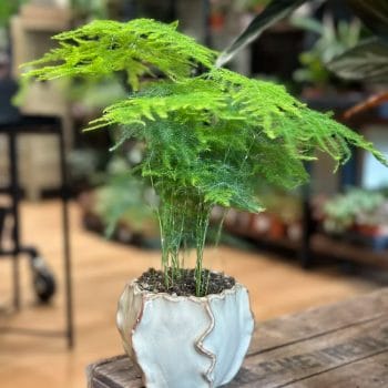 Asparagus Nanus Fern 8cm Pot Houseplants air purifier 2