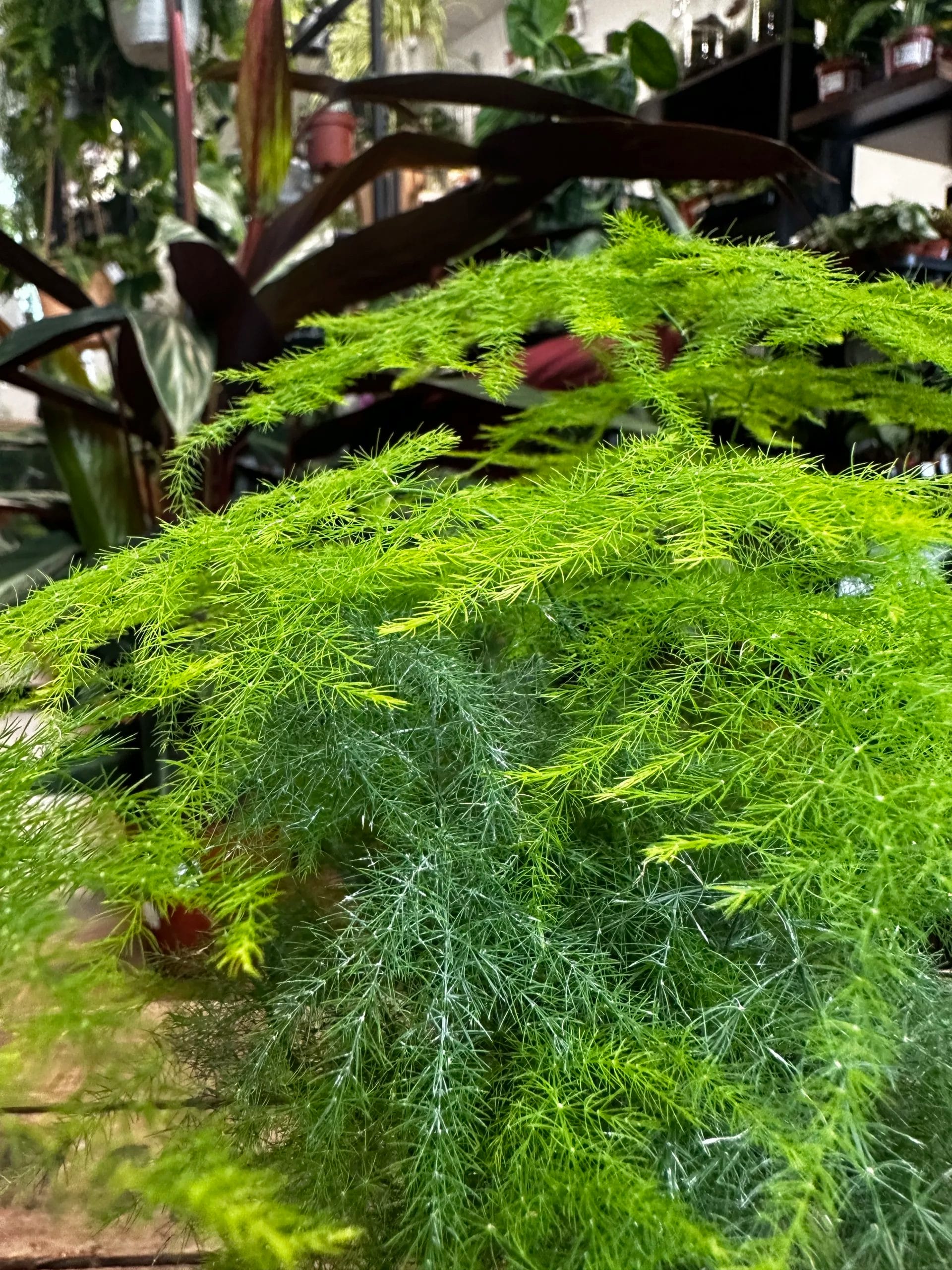 Asparagus Fern Plumosa Kokedama
