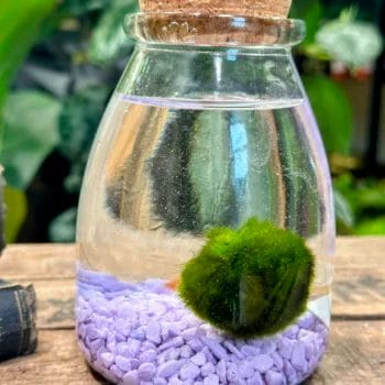 Marimo Moss Ball Eco-Glass Jar Marimo Moss aqua 2