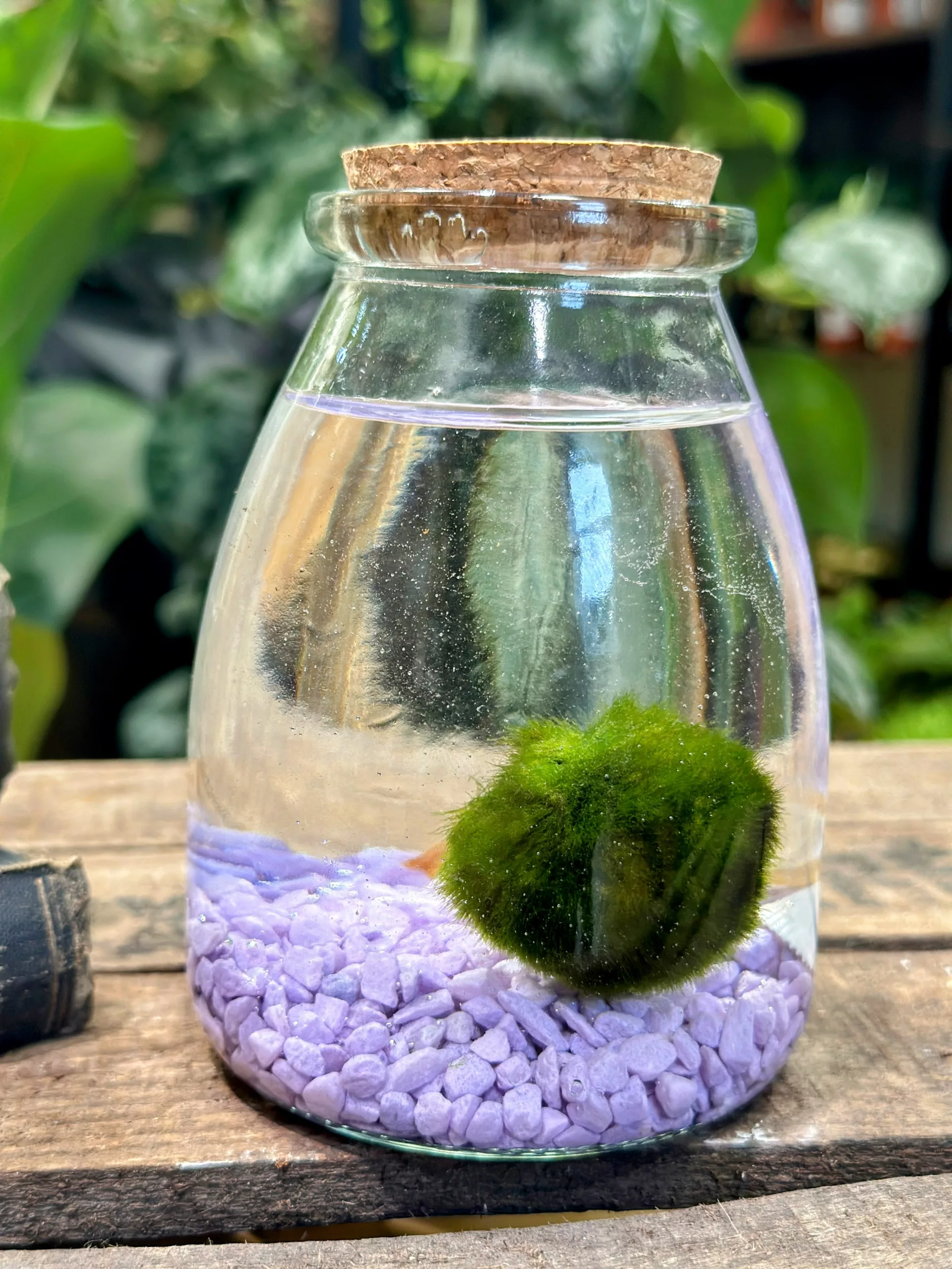 Nice purchase Handmade Natural Green Plant Moss Balls Decorative for Home 2  in