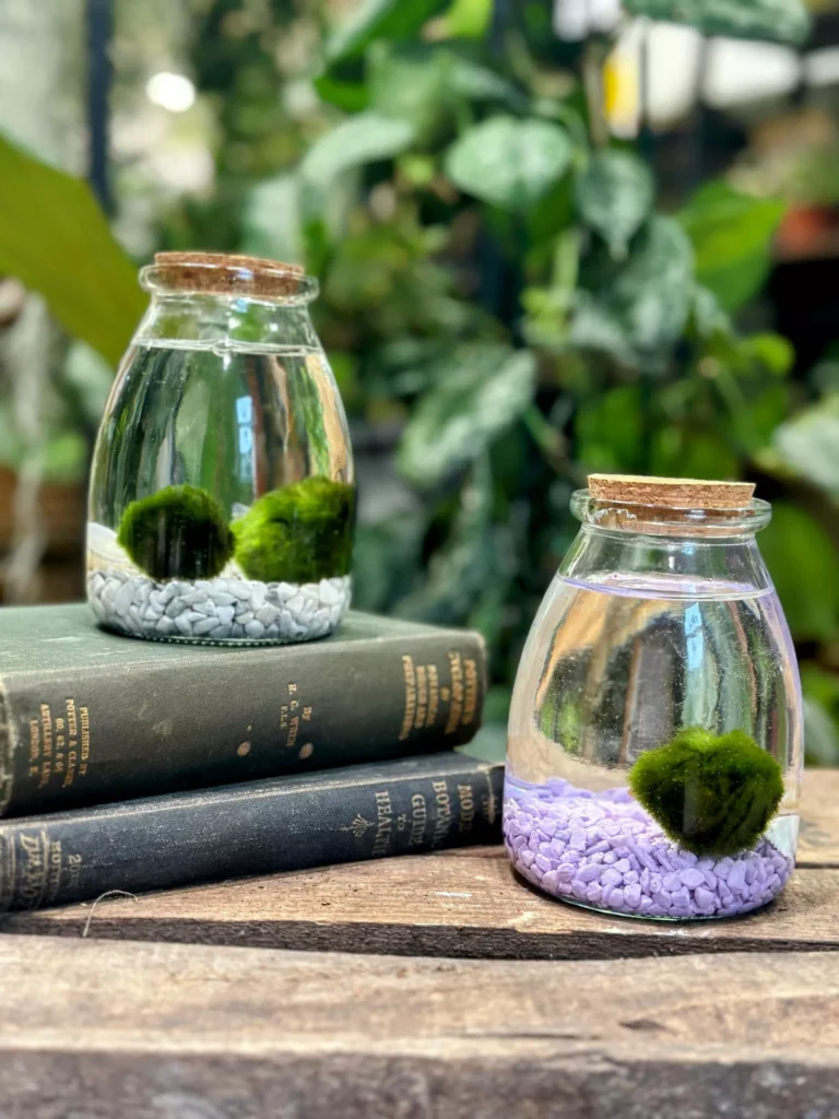 Marimo Moss Ball: Ultimate Care Guide and Facts for Your Water Pet (Aegagropila linnaei)