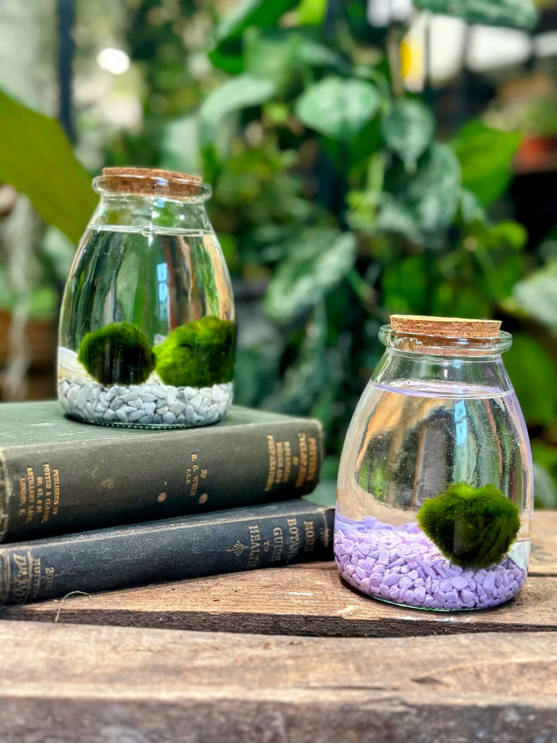 Marimo Moss Balls: A Comprehensive Guide and Fascinating Legends