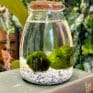 marimo moss ball eco glass jar