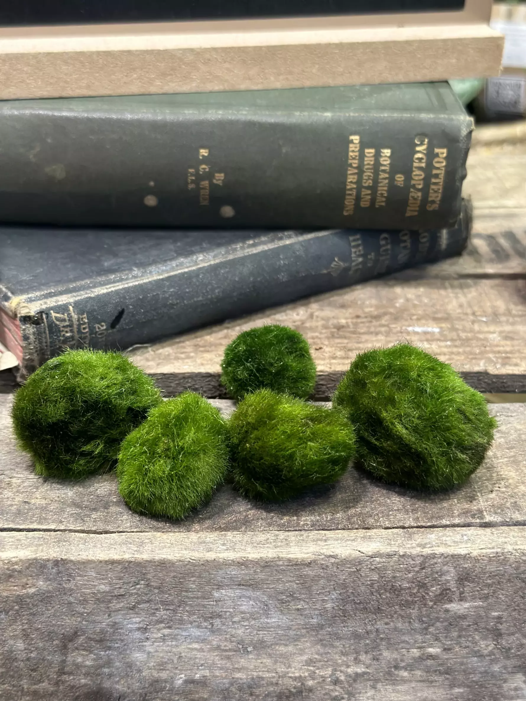 Moss Ball Pets Are The New Hot Trend and I'm Intrigued