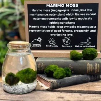 Marimo Moss Ball Eco-Glass Jar Kits aqua