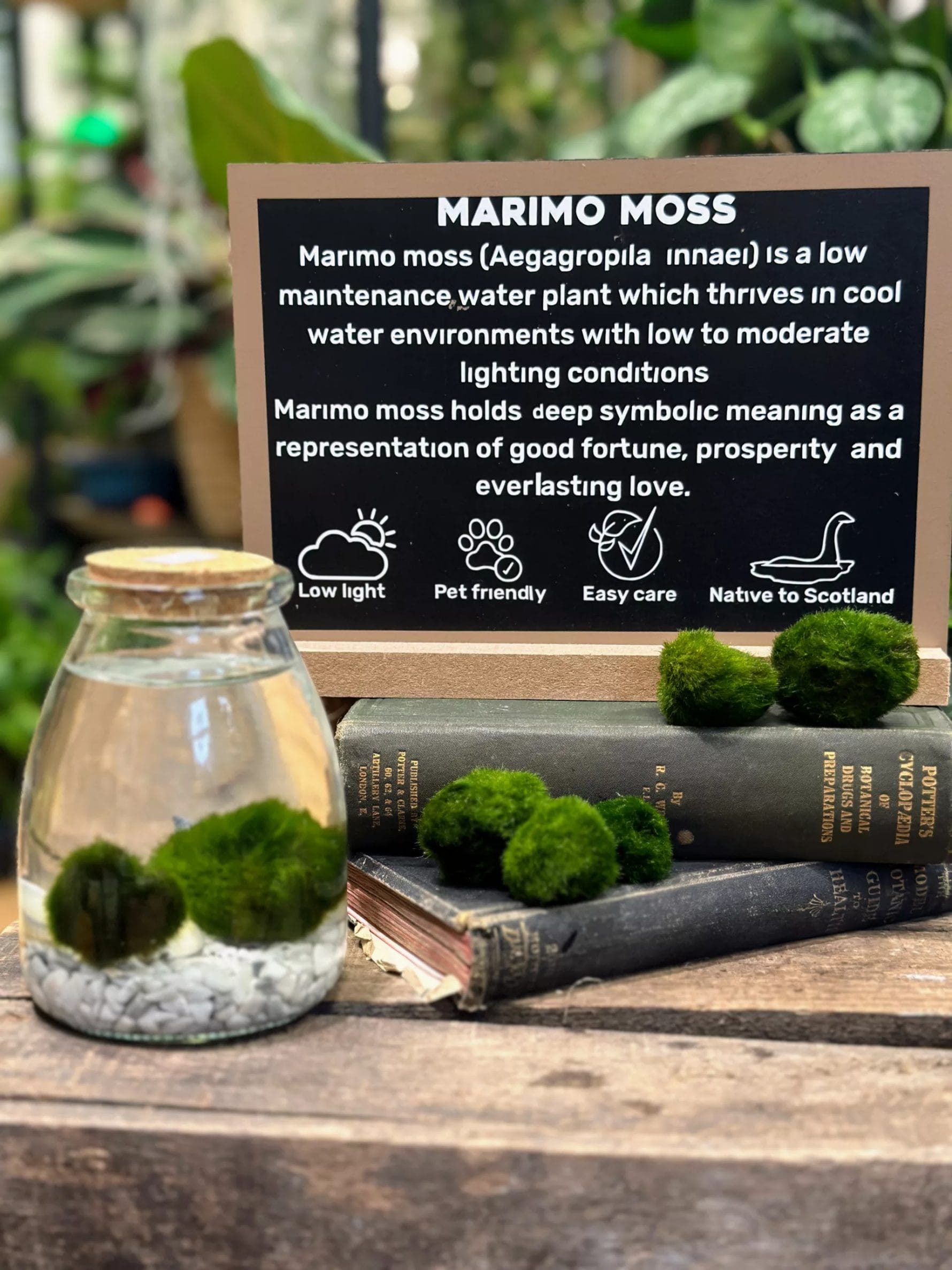 1 Mini Moss Ball Aquarium Plant Aegagropila linnaei