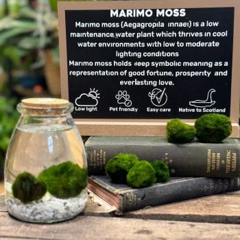 Marimo Moss Ball Eco-Glass Jar Marimo Moss aqua