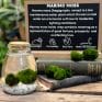 marimo moss ball eco glass jar