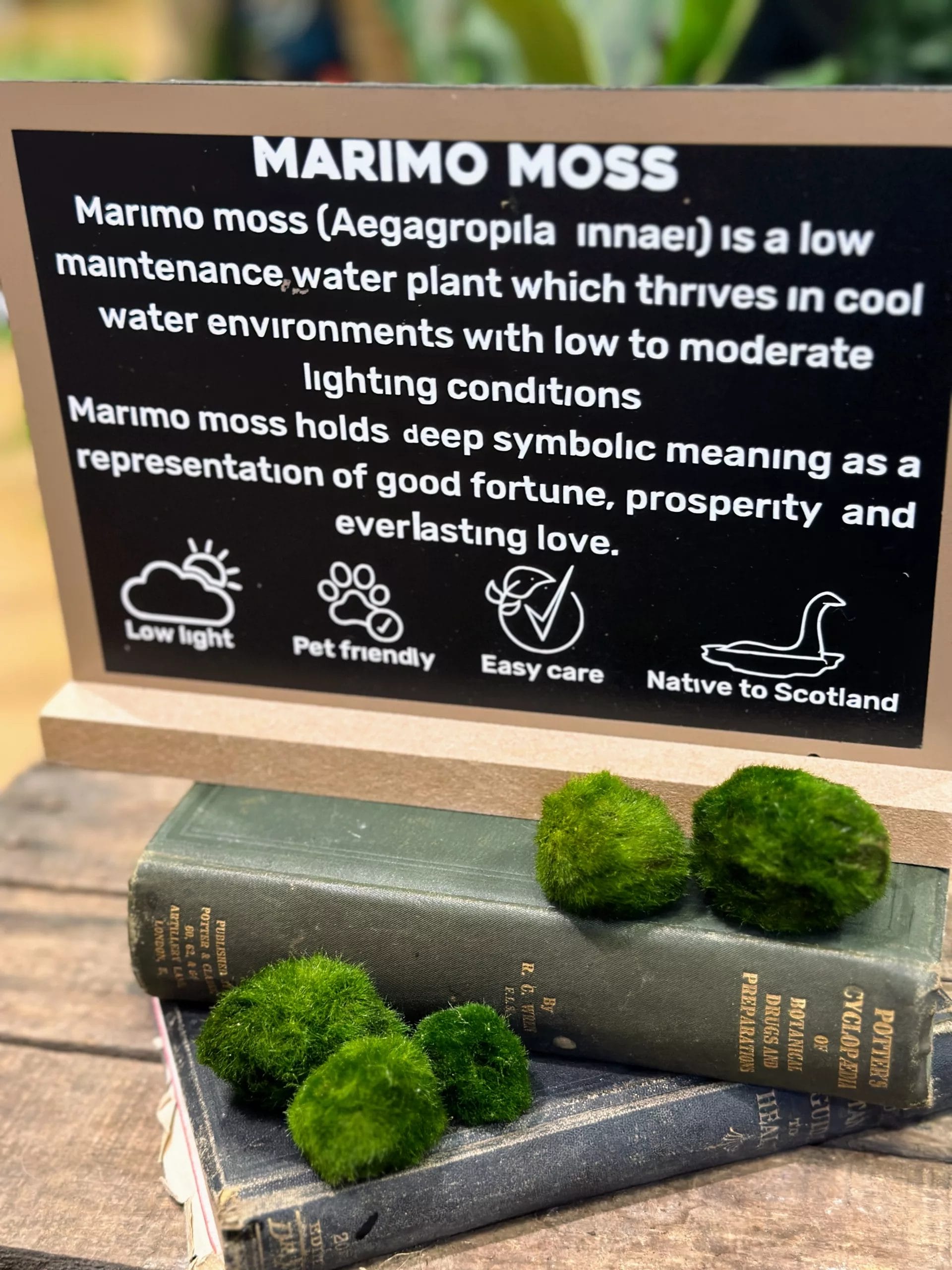 5 Marimo Moss Balls 1-1,5 inches Cladophora Live Plant Aquarium in USA. –  Tacos Y Mas