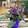 purple passion gynura aurantiaca