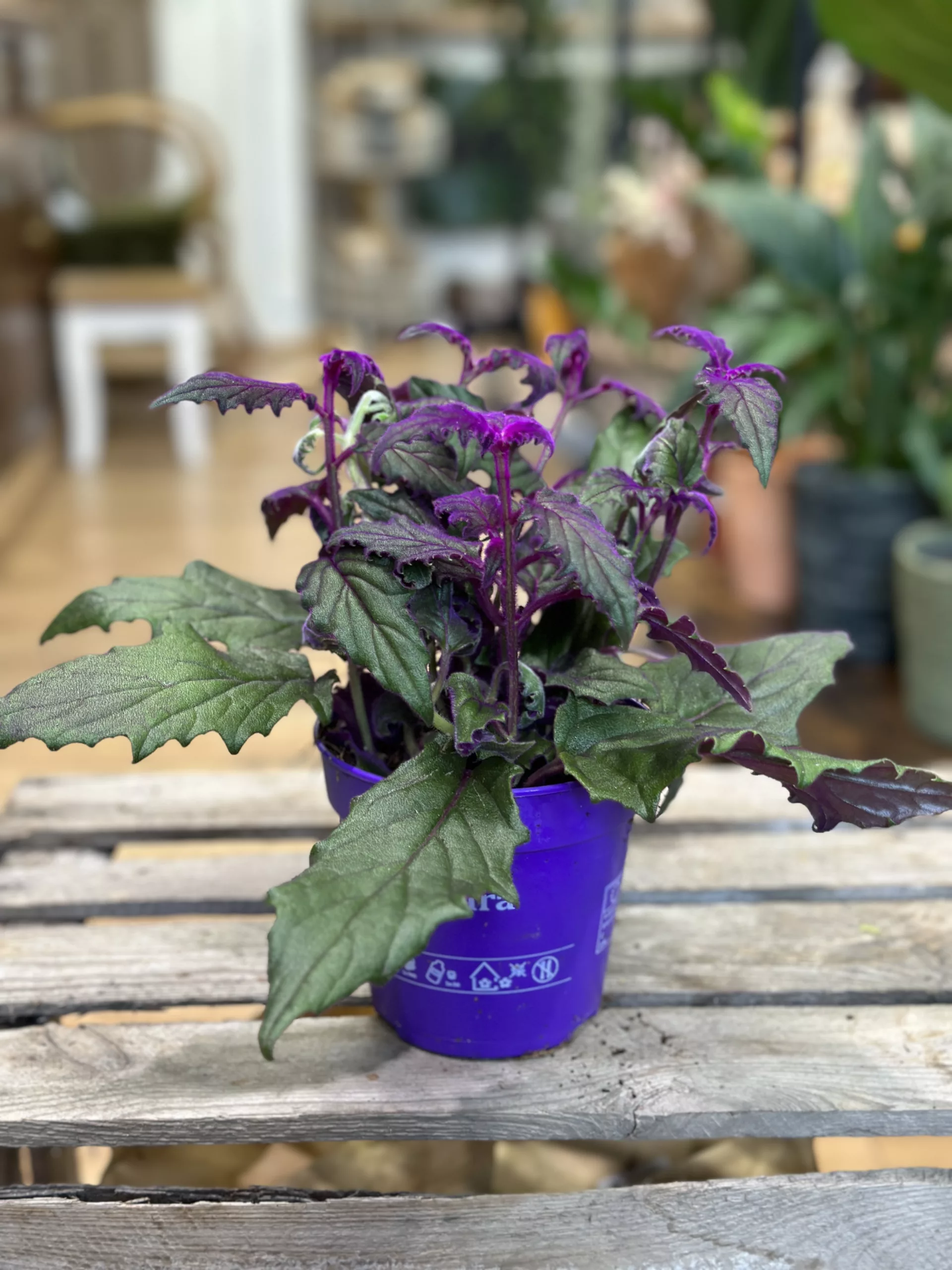 How To Care For Purple Passion Plant (Gynura aurantiaca)