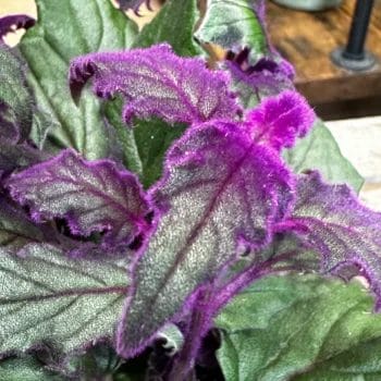 Purple Passion Gynura Aurantiaca Houseplants easy care