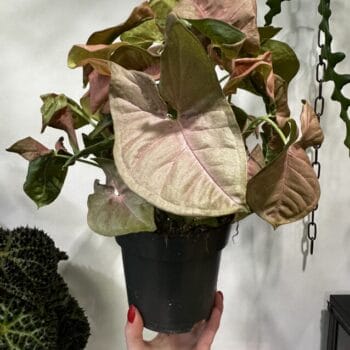 Syngonium Neon Robusta Pink Arrowhead Plant 14cm pot Hanging & Trailing aroid 2