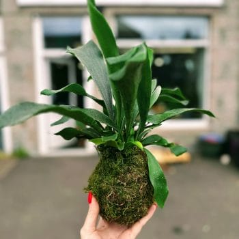 Kokedama Kit – Make Your Own Levitating Garden Gift Ideas diy 2