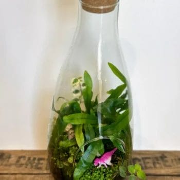 Vintage Bottle Terrarium Eco Glass Container Other Containers
