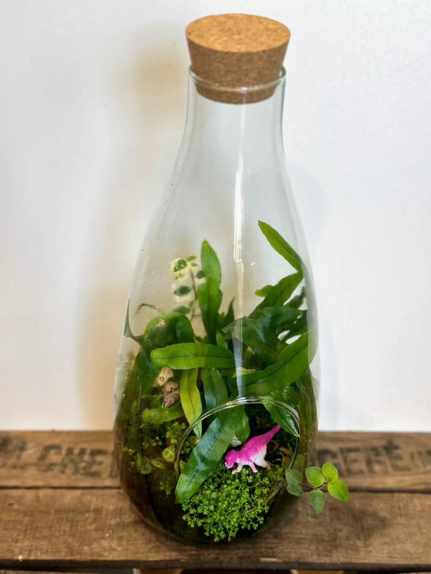 Marimo Moss Ball Terrarium In A Glass Milk Jar