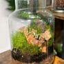 classic terrarium eco glass container