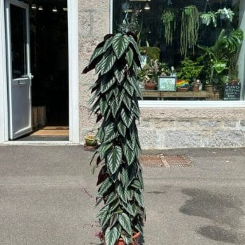 Cissus Discolor Vine Begonia 27cm pot 150cm COLLECTION ONLY Hanging & Trailing cissus 2
