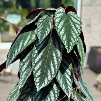 Cissus Discolor Vine Begonia 27cm pot 150cm COLLECTION ONLY Hanging & Trailing cissus