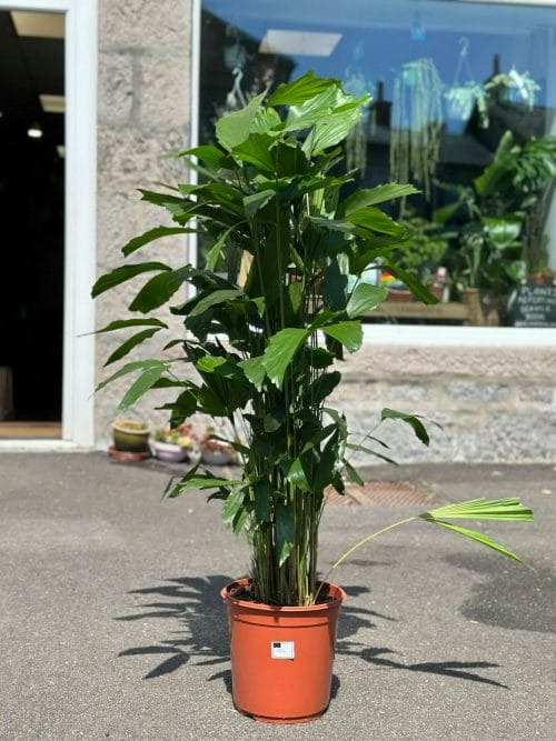 Caryota Mitis Fish-tail Palm Tree 24cm pot 120cm height Rare and Extraordinary 5